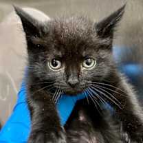 Thumbnail photo of Iris #2