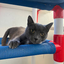 adopt-pet