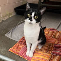 Thumbnail photo of Gotti #2