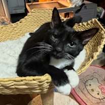 Thumbnail photo of Chris Angel #1