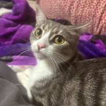 Thumbnail photo of Jinx (bonded w/ Echo) #1