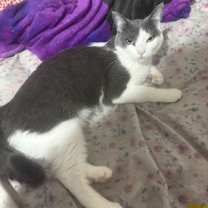 Thumbnail photo of Echo (Bonded w/ Jinx) #1