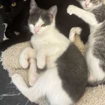 Thumbnail photo of Echo (Bonded w/ Jinx) #3