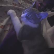 Thumbnail photo of Jinx (bonded w/ Echo) #3