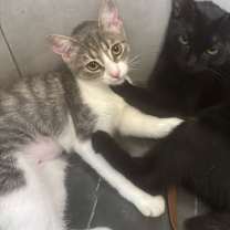 Thumbnail photo of Jinx (bonded w/ Echo) #4