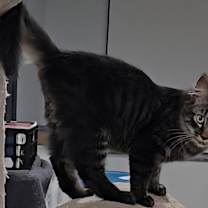 Thumbnail photo of Mage #3