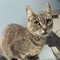 adopt-pet