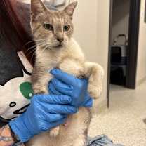 adopt-pet