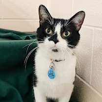 Thumbnail photo of Gotti #1