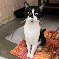 Thumbnail photo of Gotti #3