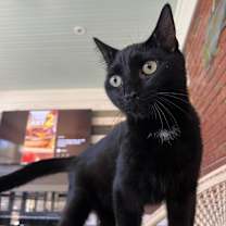 Thumbnail photo of Bear #2