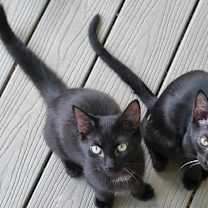 Thumbnail photo of Bear #3