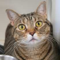 Thumbnail photo of Skye (in foster) #2