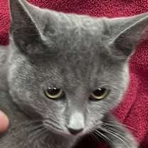 Thumbnail photo of Pumpernickel #1