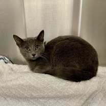 Thumbnail photo of Pumpernickel #3