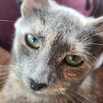 adopt-pet