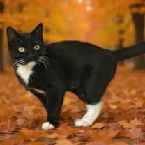 Thumbnail photo of Lily 25/682 #2