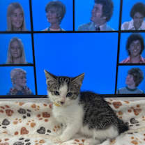 Thumbnail photo of cindy #2