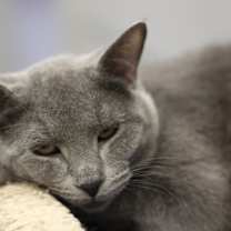 Thumbnail photo of Titan (bonded w/Wednesday) #3