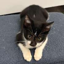 Thumbnail photo of Felix #3