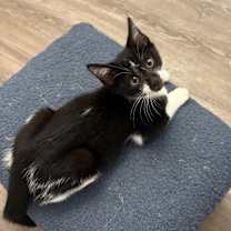 Thumbnail photo of Felix #4