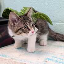 Thumbnail photo of Sparkles #2