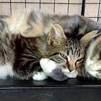 Thumbnail photo of Mazzi #2