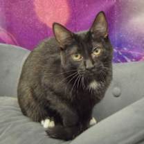 Thumbnail photo of Oreo #3