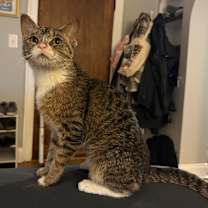 adopt-pet