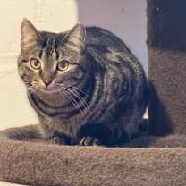 Thumbnail photo of Binnie #3