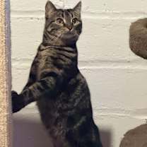 Thumbnail photo of Binnie #4