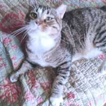 Thumbnail photo of Rolo #2