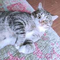 Thumbnail photo of Rolo #3