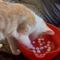 Thumbnail photo of Zeg #2