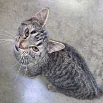 Thumbnail photo of Durbin #2