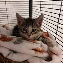 Thumbnail photo of Yum - C #2