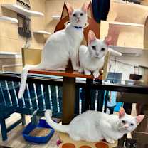 Thumbnail photo of Lucia #4