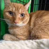 Thumbnail photo of Bosco #1