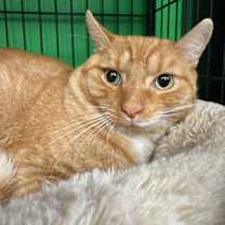 Thumbnail photo of Bosco #2