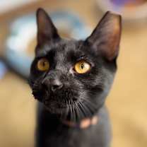 Thumbnail photo of Sonny #4