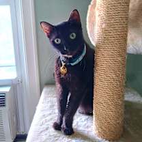 Thumbnail photo of Lunar #3