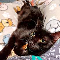 Thumbnail photo of Lunar #4