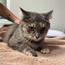 Thumbnail photo of Flutter #2