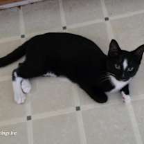 Thumbnail photo of Badger #1