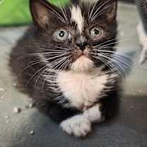 Thumbnail photo of Badger #3