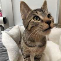 Thumbnail photo of Adam #3