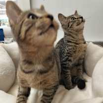 Thumbnail photo of Adam #4