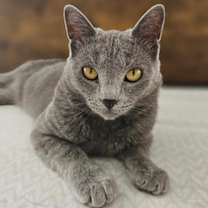 Thumbnail photo of Carlisle #1