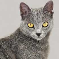 Thumbnail photo of Carlisle #2