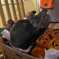 Thumbnail photo of Graddy #2